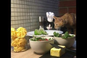 Cat couple cooking romantic italian dinner