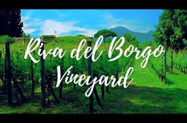 Riva del Borgo Vineyard & Agriturismo | Province of Pavia, Italy