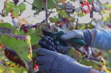 Harvest 2020, Contrà Soarda, Bassano del Grappa, Italy