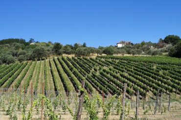 Vigneto di Aglianico Atto a Taurasi - Paternopoli