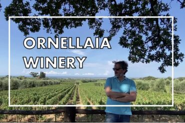 Exclusive tour of Ornellaia winery, one of the most prestigious wineries in Italy!