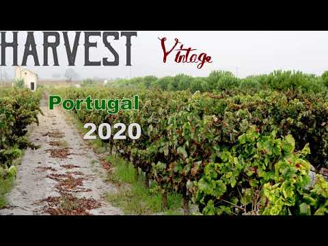 Harvest Vintage Portugal 2020 – Portuguese wine from the Quinta (Palmela) Harvest Vintage Portugal 2020 – Portuguese wine from the Quinta (Palmela)