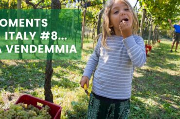 Moments in Italy #8...La Vendemmia