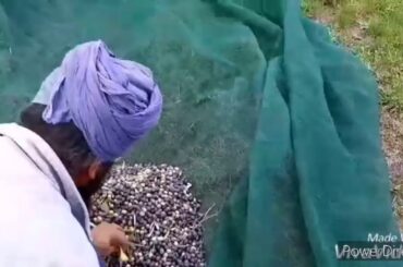 Jetoon (olive) da kam // work of olive's in Italy