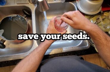 unturf italian cuisine: boiling tomatoes & saving seeds