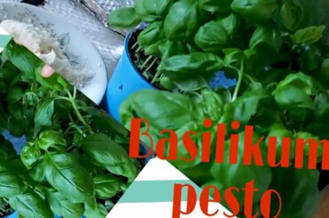 Italian basil recipe /How to make real fresh basil pesto