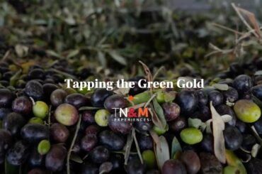 Olive Oil Harvest in Tuscany | Portraits of Italy | Tuscany Now & More