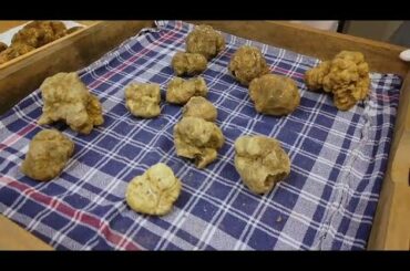 Italy: Alba's famous truffle fair goes online amid COVID restrictions