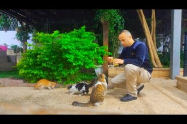 Cats love Italian canned food