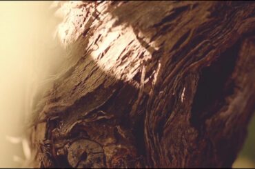 ITALIAN WINE _NAM THAI FOOD