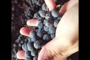 What is the "Appassimento" for the wines ? Today we are going to learn the "APPASSIMENTO METHOD"