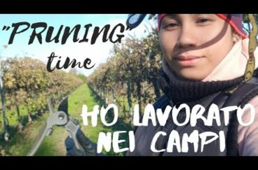 NAGTRABAHO AKO SA UBASAN | VINEYARD 9 DAYS SERYE  | VINES PRUNING | TREVISO ITALY | PINAYLIFEINITALY