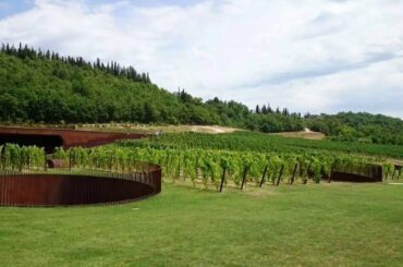 Vineyard in Tuscany Italy