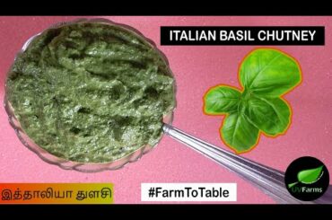 Italian Basil from farm to table as Chutney | Aquaponics | FarmToTable | Recipe | UVFarms, Chennai