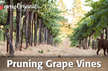 Winter Pruning Grape Vines