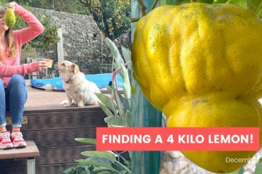 A 4 KILO LEMON & MAKING SOAP | The Positano Diaries EP 70