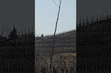 Italian wine tree