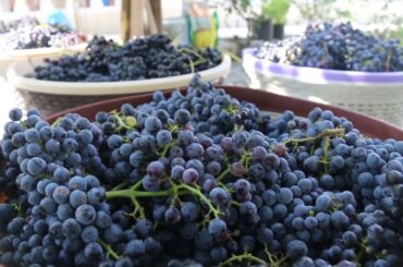 How To Make Natural Wine at Home (with subtitles)