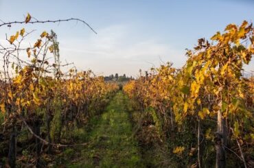 Welcome to Grapevine Adventures by Katarina