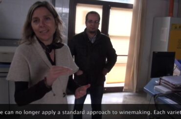 Vitigni Reliquia, Ancient Grapes of Sicily Part 2