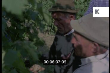 1960s, 1970s Rural Italy, Vineyard, 35mm