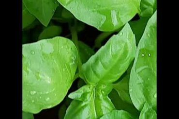 SHORTS#ITALIAN BASIL