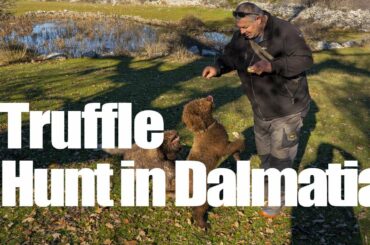 Truffle Hunt in Dalmatia