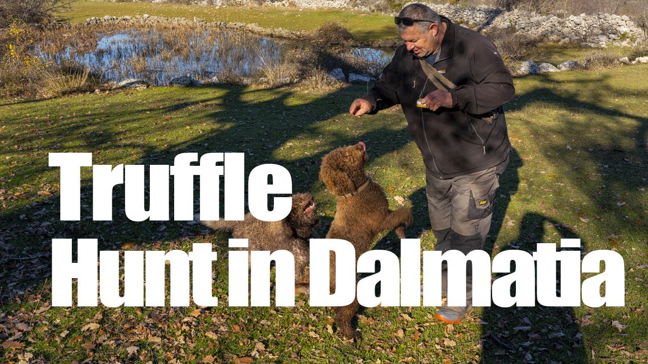 Truffle Hunt in Dalmatia Truffle Hunt in Dalmatia