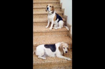 1 HOUR OF CRUNCHY FOOD ASMR BY MIA & LEO - ITALIAN BEAGLE STARS