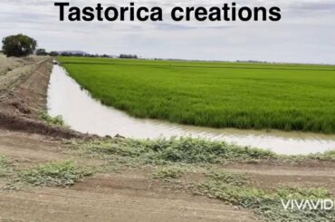 The Famous Australian sunrise and Grapes wine field.