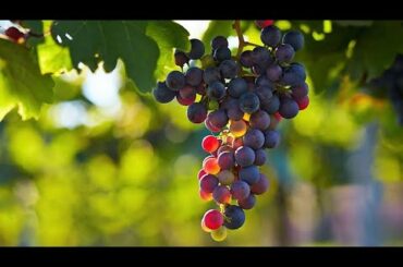 Best Italian wines with details