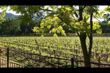 Wine Country- Vineyards in Spring - Relaxing Winery Landscapes