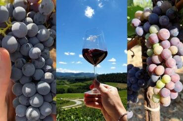 Grape processing wine Italy