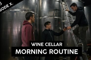 Morning Routine in Wine Cellar