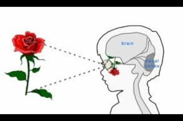 OPTICS...ITALY...ACTORS...STAGED...SATALITES..BREAD RECIPE