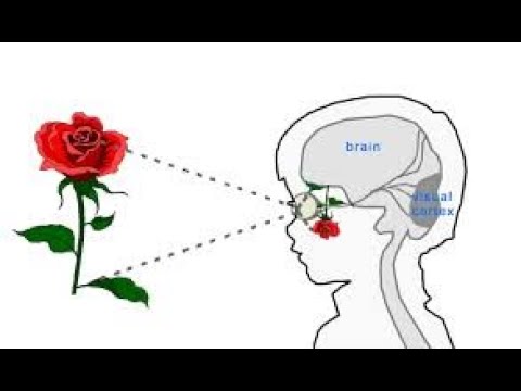 OPTICS…ITALY…ACTORS…STAGED…SATALITES..BREAD RECIPE OPTICS...ITALY...ACTORS...STAGED...SATALITES..BREAD RECIPE