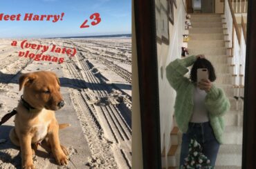 adopting a puppy! home for the holidays, & vegan italian food ~ vlogmas