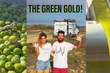 THE SECRETS of THE GREEN GOLD - HOW ITALIAN EXTRA VIRGIN OLIVE OIL IS MADE! VAN LIFE SICILY