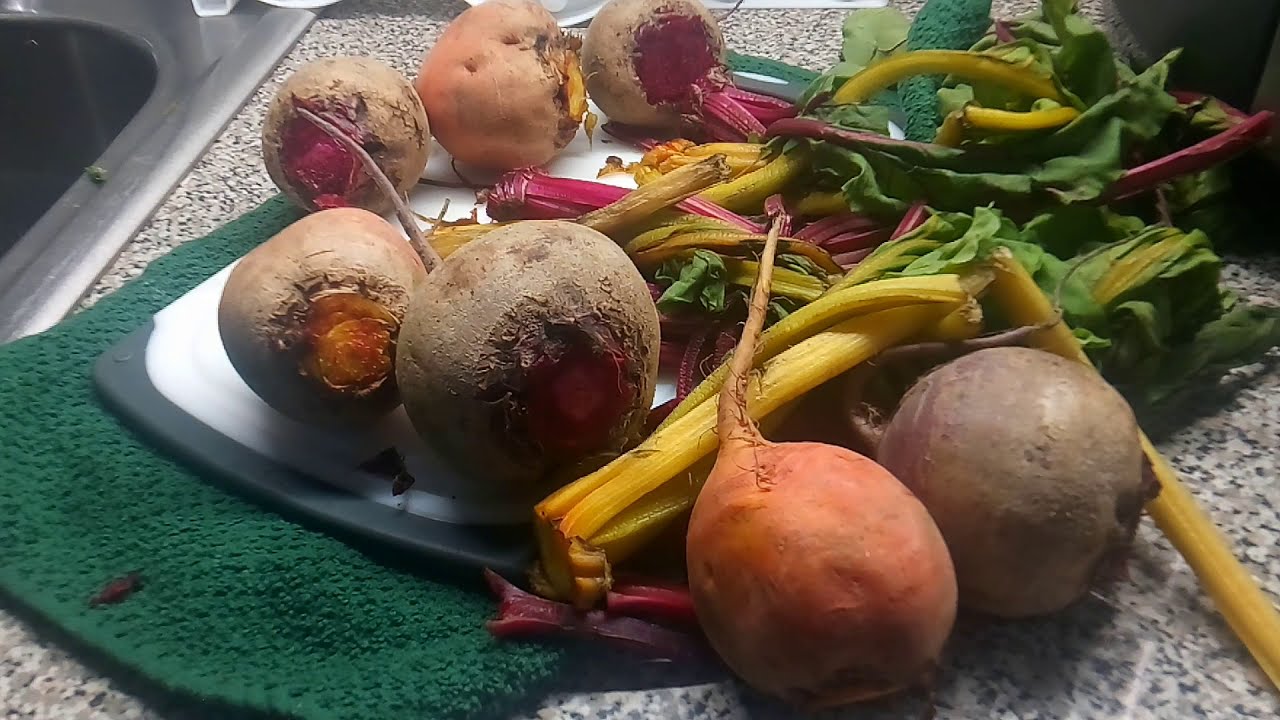 Recipe FOR GOLD BEETS LEAVES AND RED BEETS COOK WITH ITALIAN FIVE CHEESE Recipe FOR GOLD BEETS LEAVES AND RED BEETS COOK WITH ITALIAN FIVE CHEESE