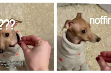 Italian Grayhound Dog Reacts to the Invisible Food Challenge || honeytheiggy