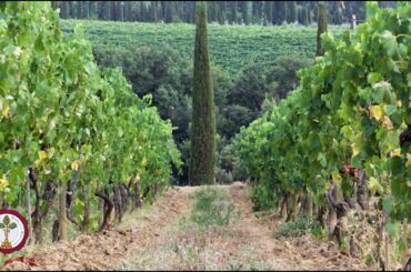 Caprili - Rosso di Montalcino DOC 2018 - Brunello Wine Tasting Episode 14 of 31