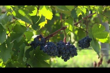 Italy plies visitors with wine as it eyes tourism catch-up