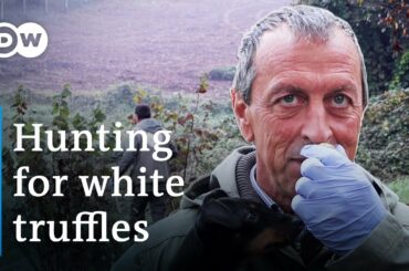 Hunting for the Most Expensive Food in the World: White Truffles from Alba, Italy // Tartufo Bianco