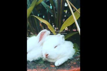 Cibo Italiano (Italian Food) #shorts