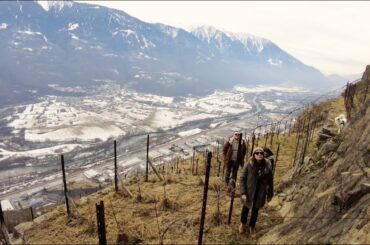 Valtellina Wine Experience: Viticoltura WILD - Vlog