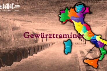Discover Italian wines