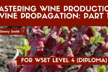 WSET L4 Mastering Wine Production - Vine Propagation Part 1