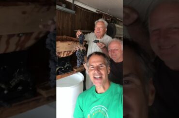 Vino - Italian American Traditions