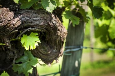 Vistorta, Italian winery and farm