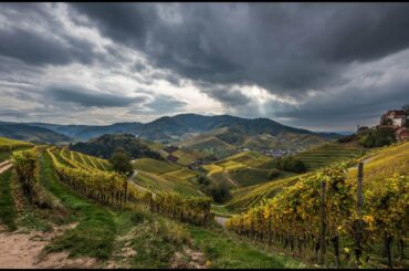 Brazilian Wine Documentary